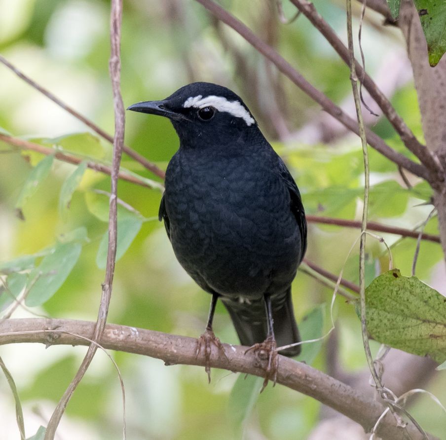 Siberian Thrush - ML72355881