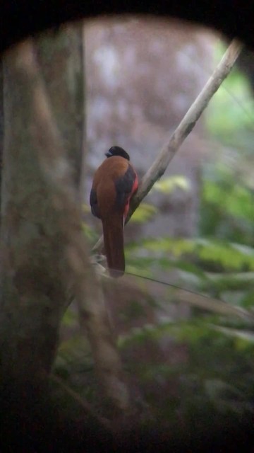 Cinnamon-rumped Trogon - ML723561