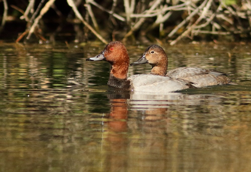 Common Pochard - ML72356101