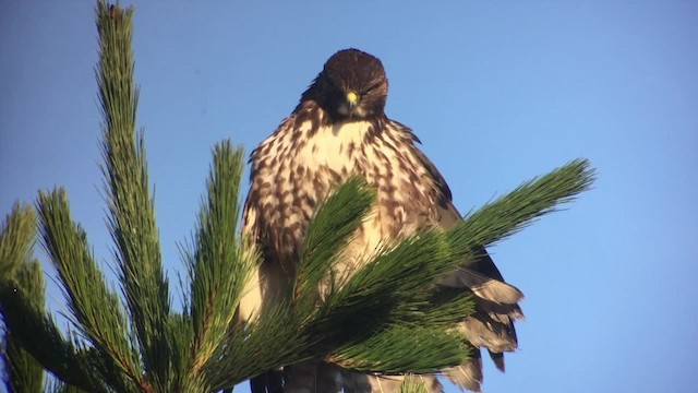 Rufous-tailed Hawk - ML723562