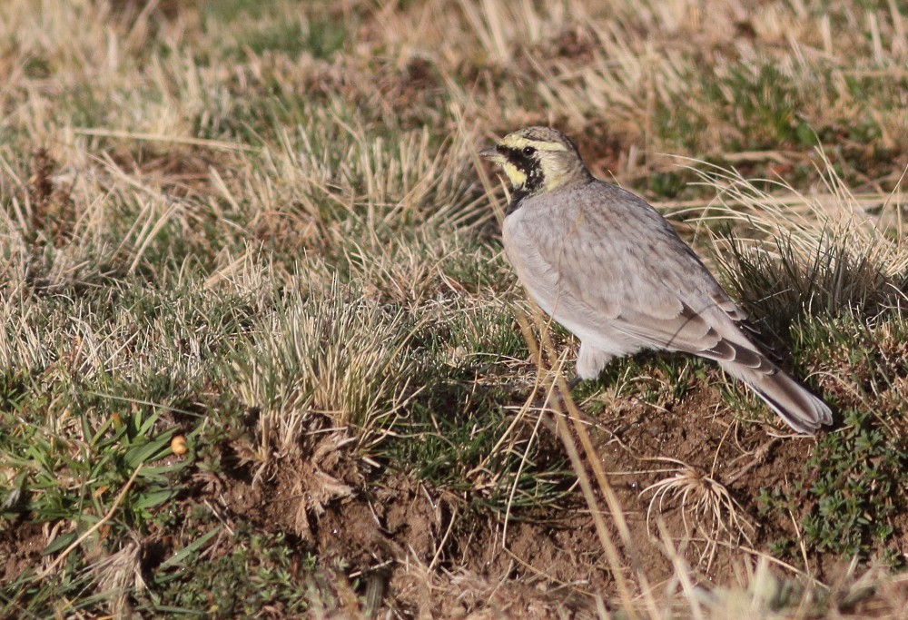 Horned Lark - ML72356261