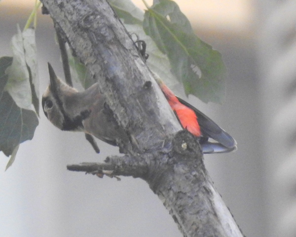 Great Spotted Woodpecker - ML72356271