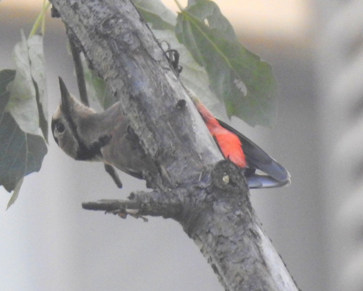 Great Spotted Woodpecker - Scott Young