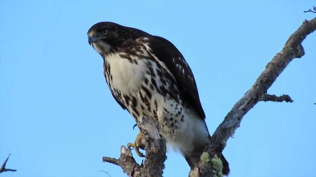 Rufous-tailed Hawk - ML723563