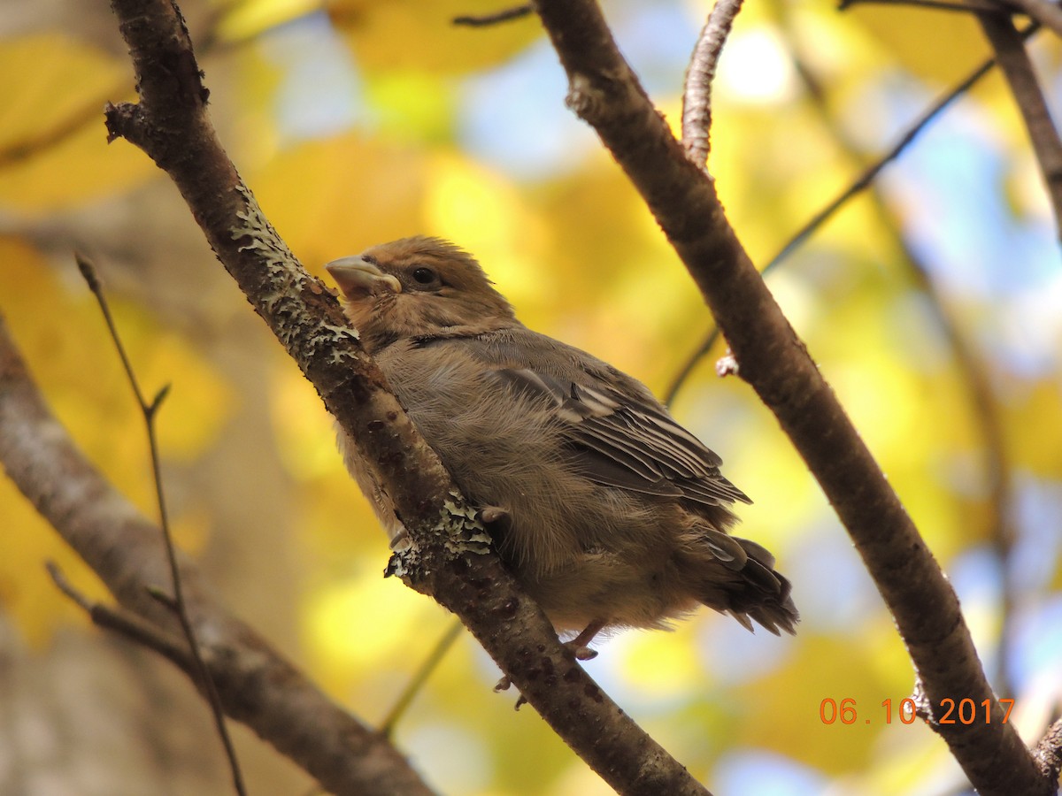 Pine Grosbeak - COG Club des ornithologues de la Gaspésie