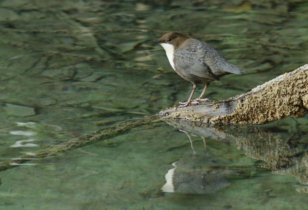 White-throated Dipper - Lefteris Kakalis