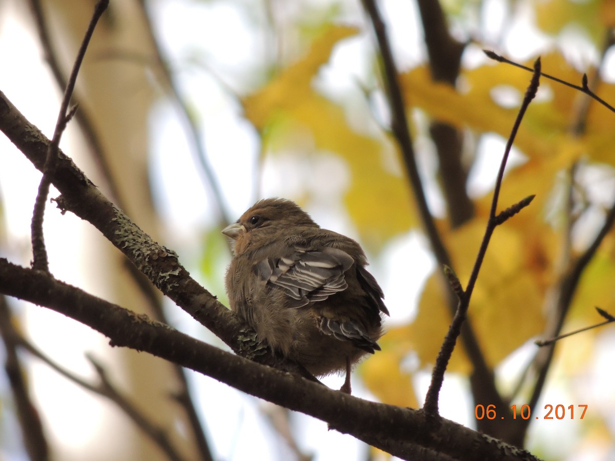 Pine Grosbeak - COG Club des ornithologues de la Gaspésie