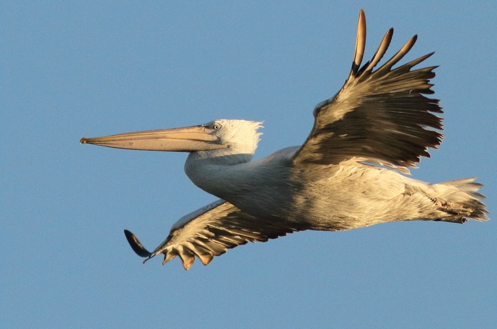 pelikán kadeřavý - ML72356441