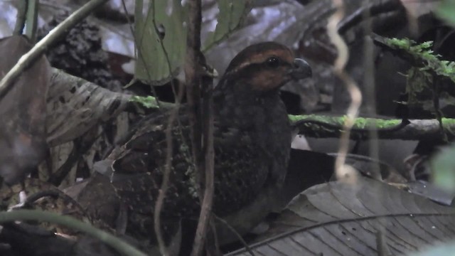 Tawny-faced Quail - ML723569