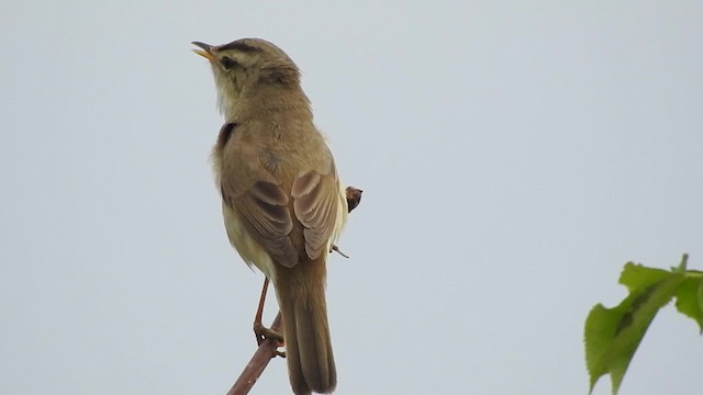 Black-browed Reed Warbler - ML723570