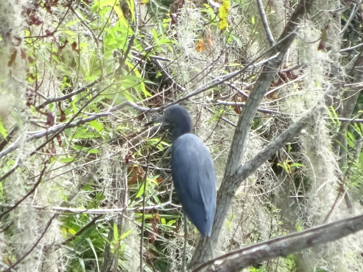 blåhegre - ML72357561