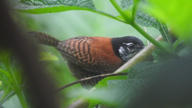 Troglodyte à calotte noire (nigricapillus/connectens) - ML723578