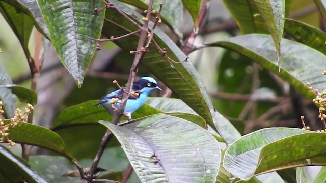 Dacnis Carinegro (lineata) - ML723581