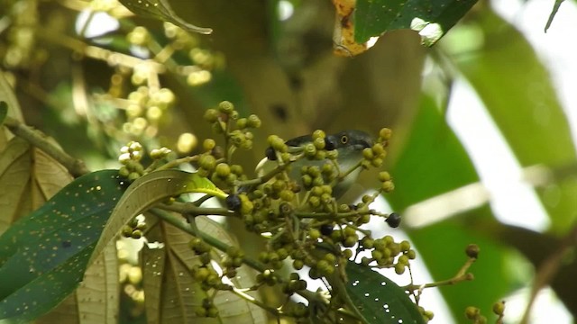 Dacnis Carinegro (lineata) - ML723582