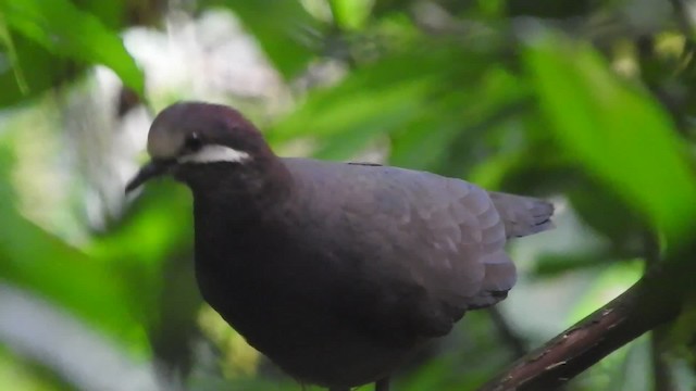 Olive-backed Quail-Dove - ML723590