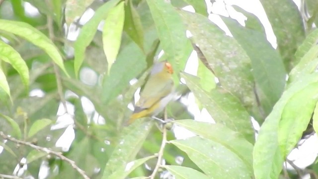 Golden-bellied Euphonia - ML723592