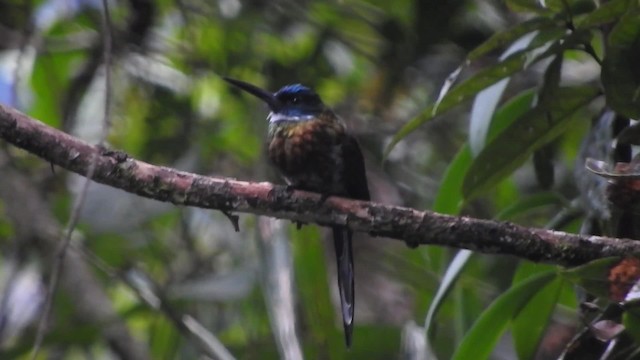 Purplish Jacamar - ML723593