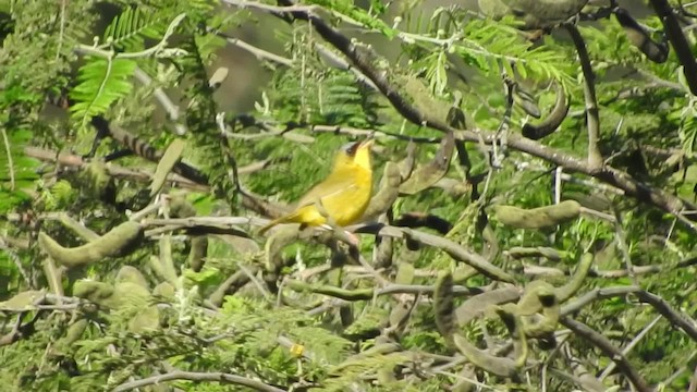 Black-lored Yellowthroat - ML723595