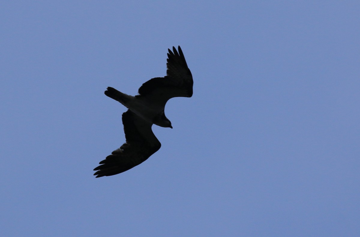 Osprey (Eurasian) - ML72360361