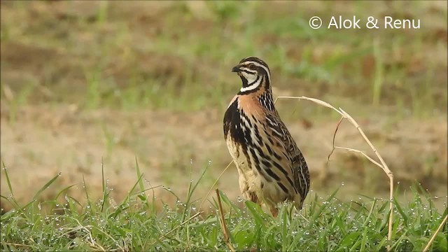 Rain Quail - ML723604