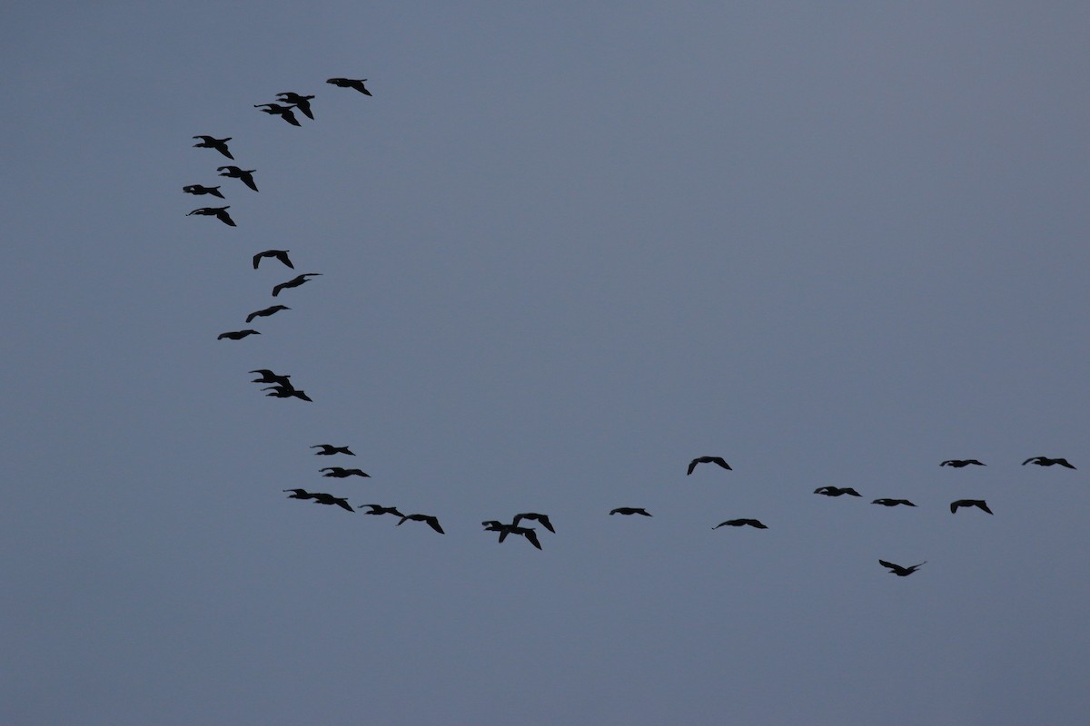 Great Cormorant - ML72360461