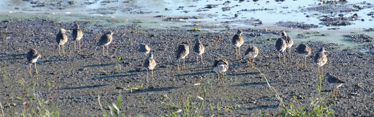 Lesser Yellowlegs - ML72361301