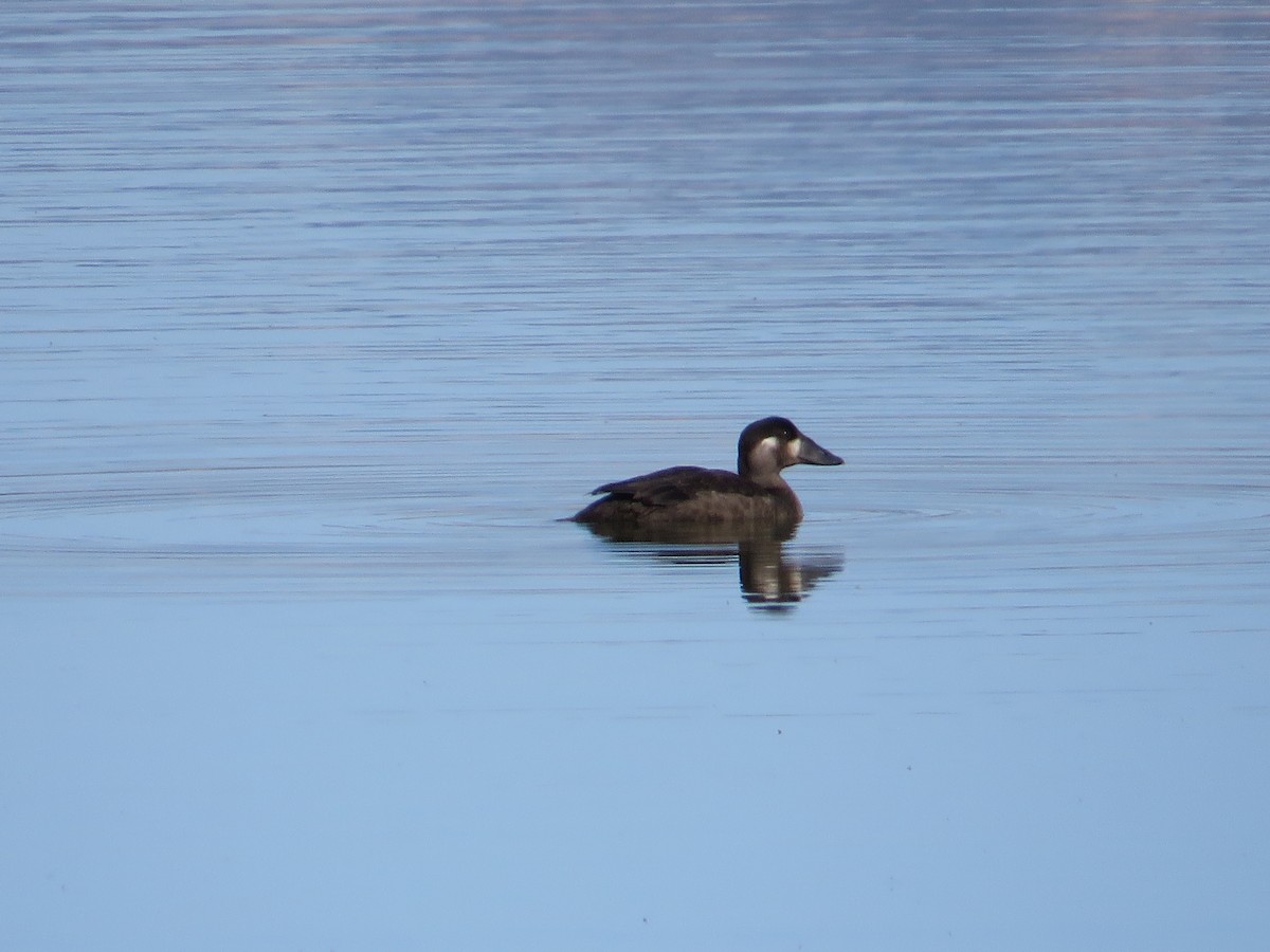 Surf Scoter - ML72361511