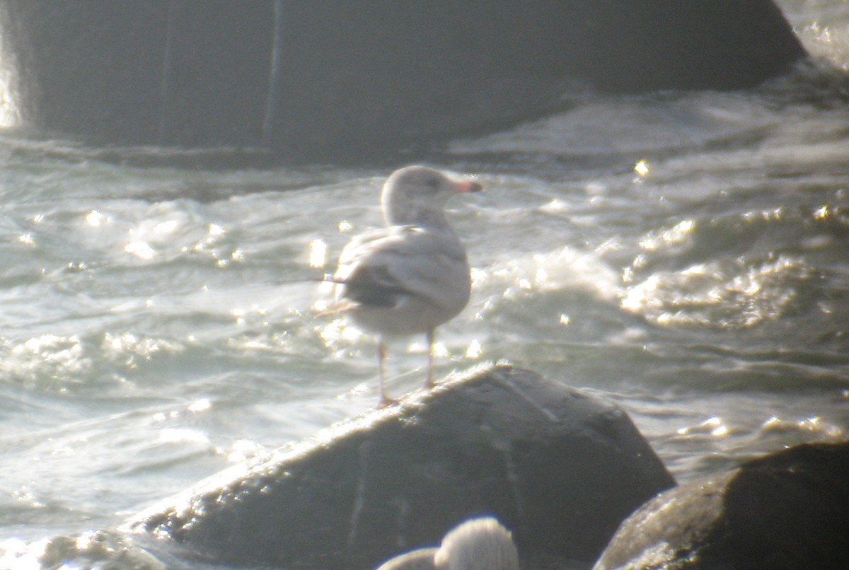 Ring-billed Gull - ML72361581