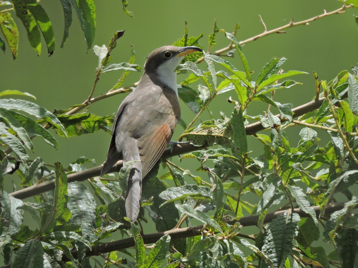 Yellow-billed Cuckoo - ML72362331