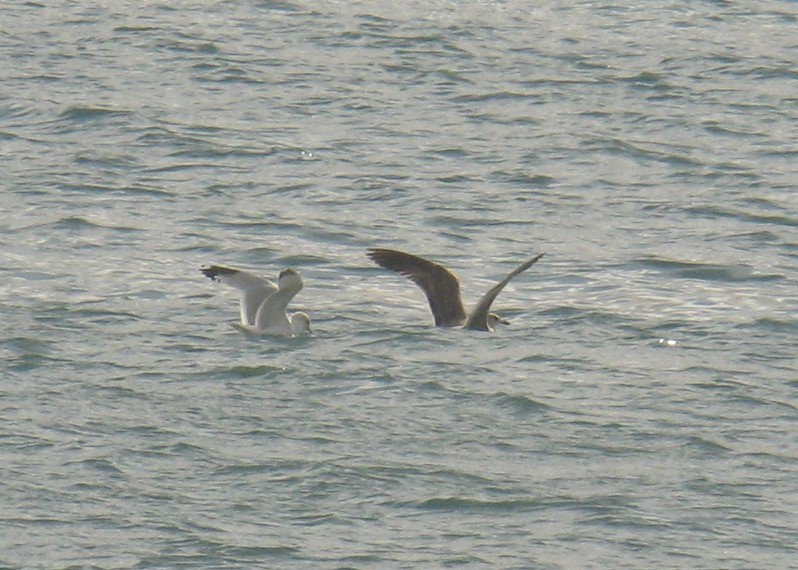 Ring-billed Gull - ML72362491