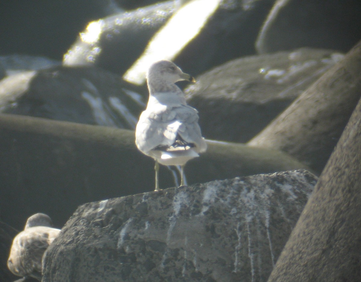 Ring-billed Gull - ML72362501