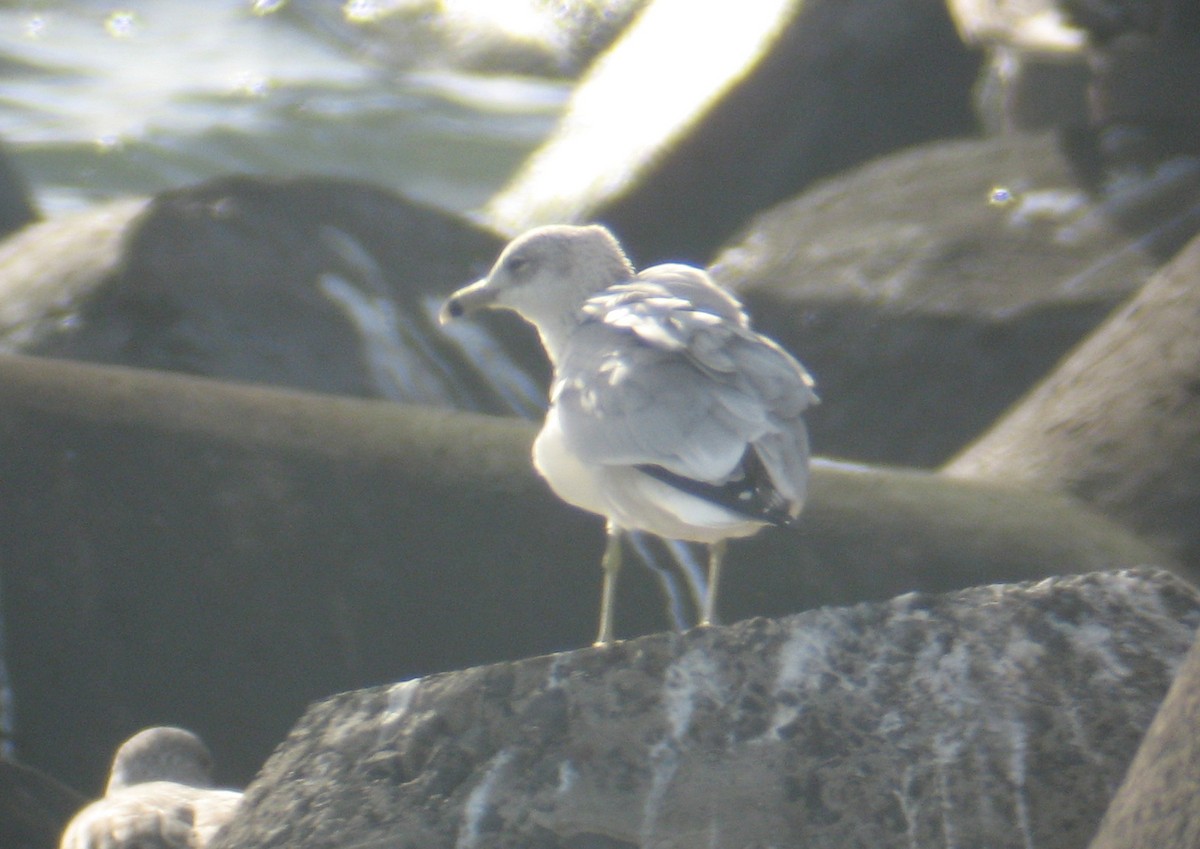 Ring-billed Gull - ML72362561