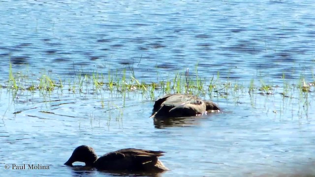 Andean Teal (Andean) - ML723627