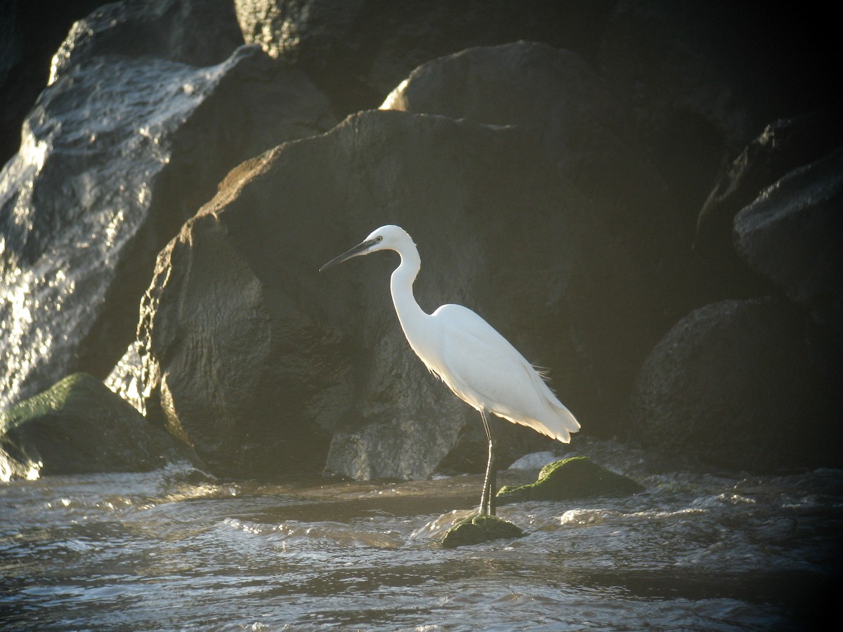 Little Egret - ML72362721