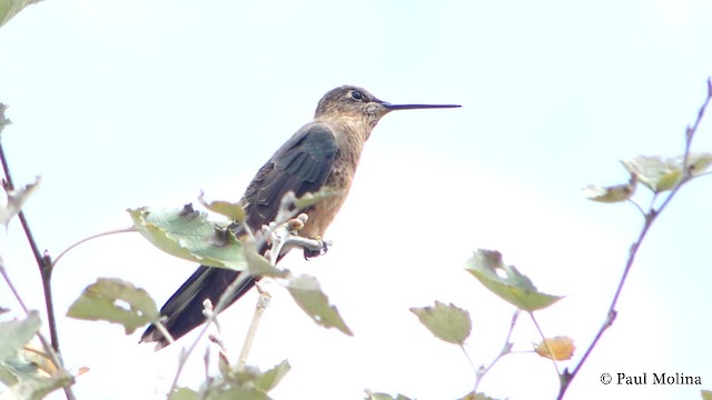 Giant Hummingbird - ML723630