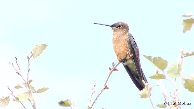 Giant Hummingbird - ML723631