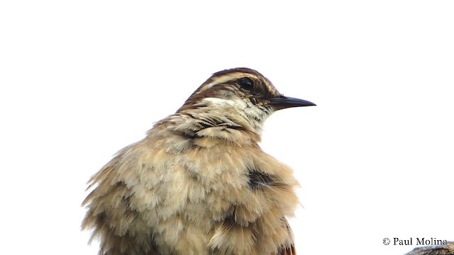 Chestnut-winged Cinclodes - ML723633