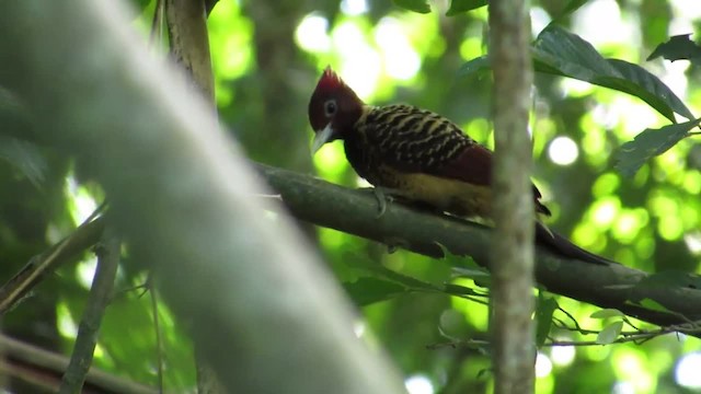 Pic à tête rousse - ML723635