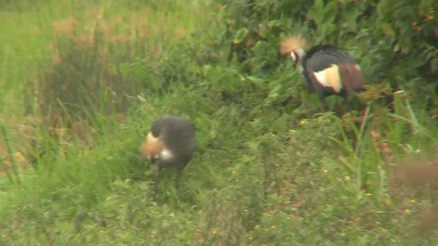 Gray Crowned-Crane - ML723639