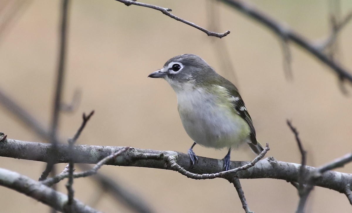 Blue-headed Vireo - Glen Chapman