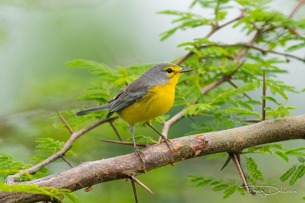 Barbuda Warbler - Frantz Delcroix (Duzont)