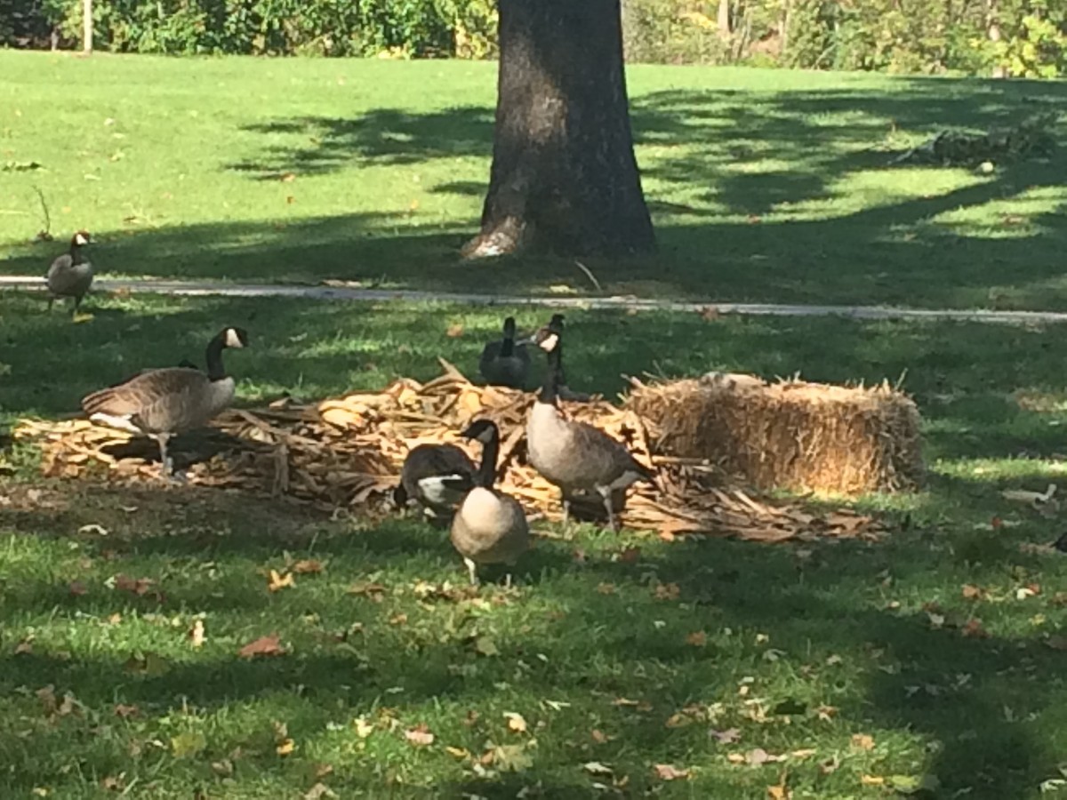 Canada Goose - ML72364591