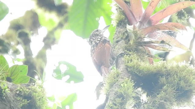 Black-striped Woodcreeper - ML723653