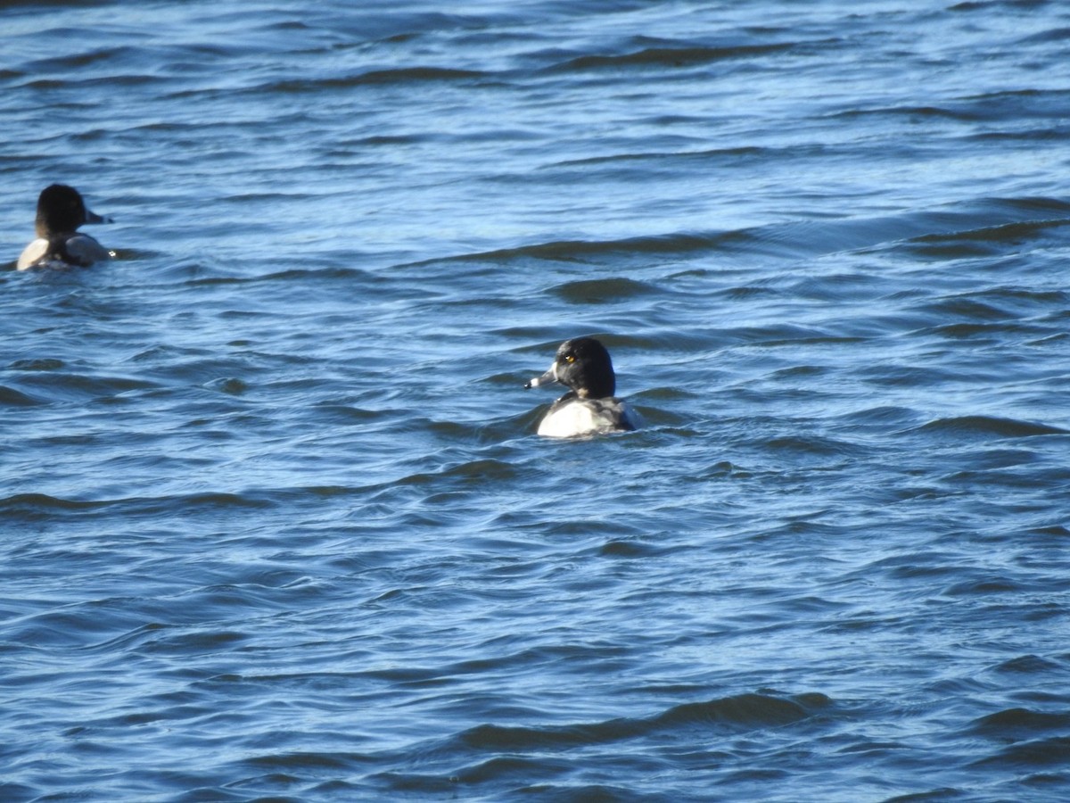 Ring-necked Duck - ML72366031