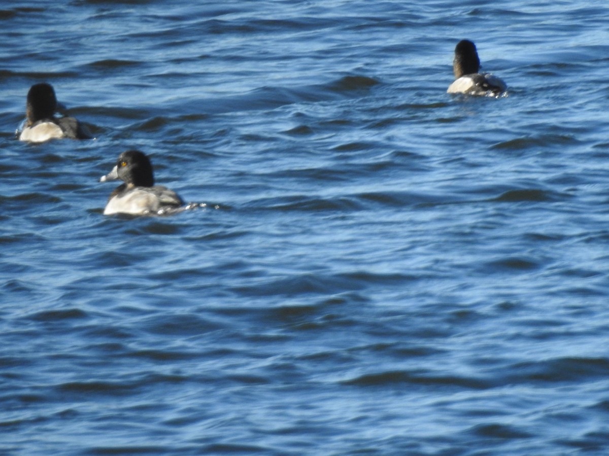 Ring-necked Duck - ML72366041