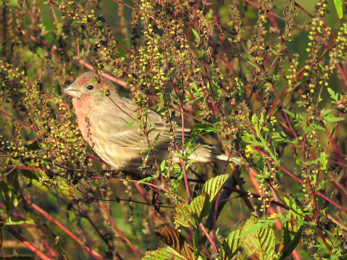 House Finch - ML72366461