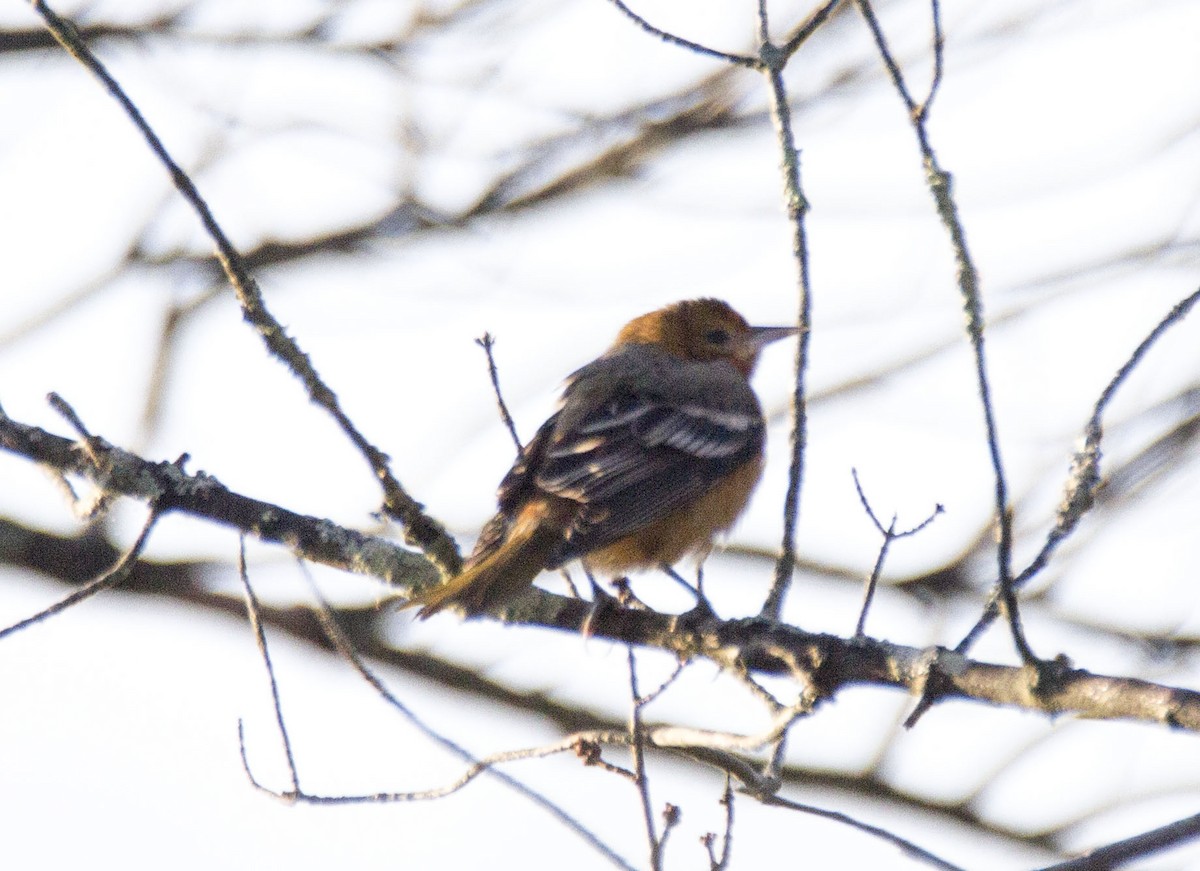 Baltimore Oriole - ML72366651