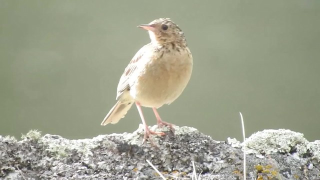 Paramo Pipit - ML723670