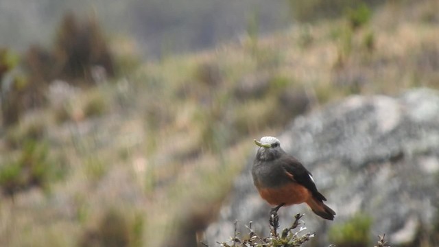 Red-rumped Bush-Tyrant - ML723671