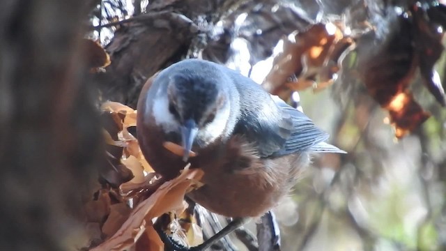 Giant Conebill - ML723672